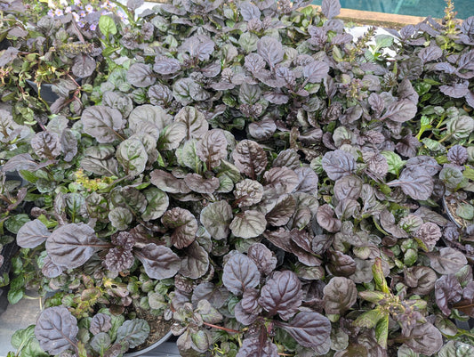 Ajuga Braunherz
