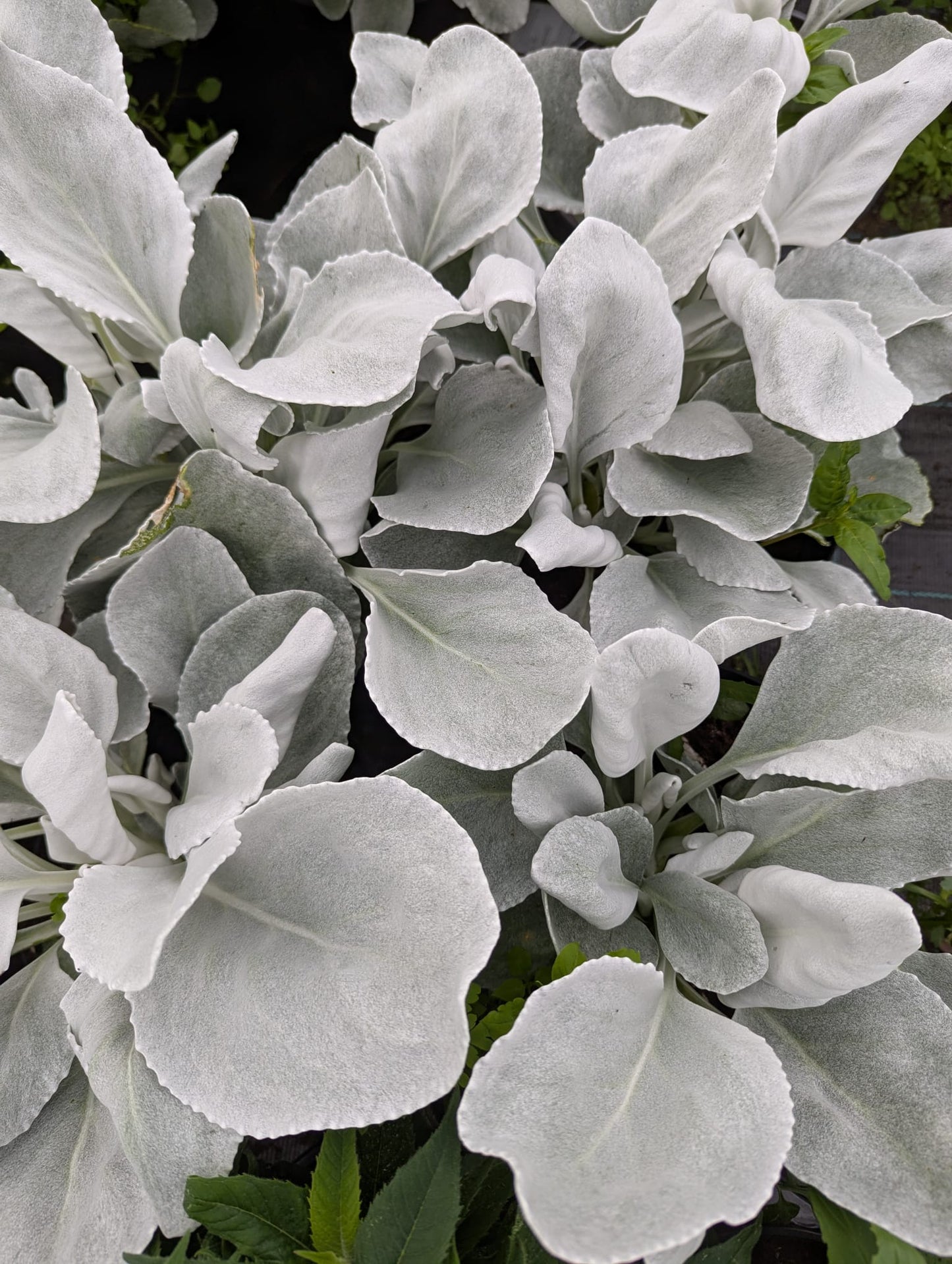 Angel Wings (Senecio)