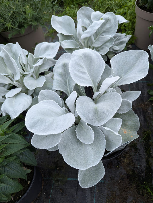 Angel Wings (Senecio)