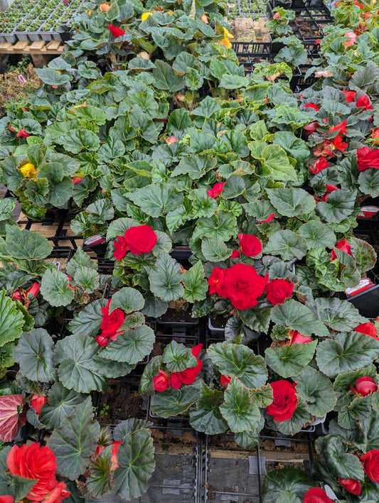 Begonia - Fortune Red