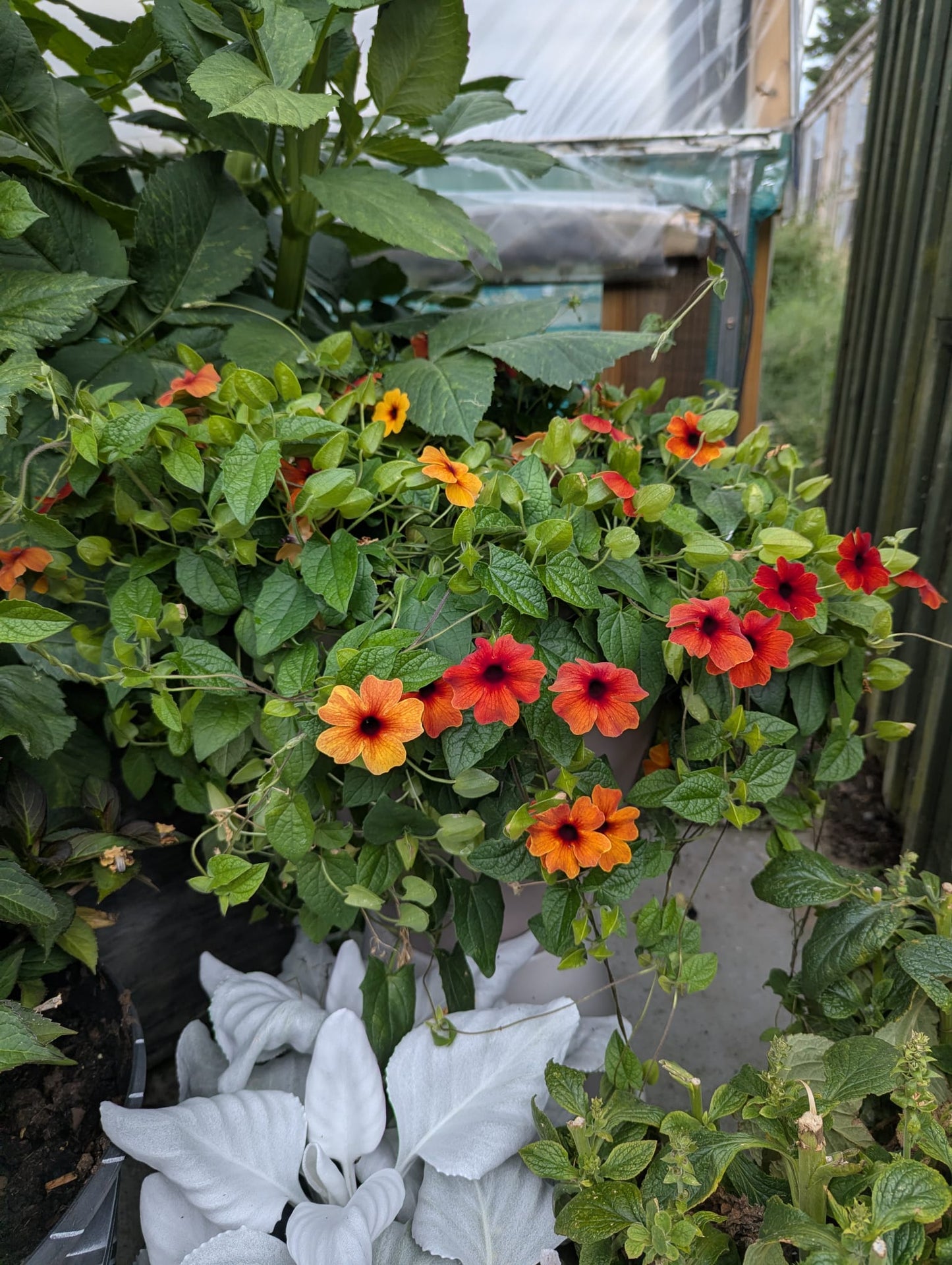 Black-Eyed Susan Pot