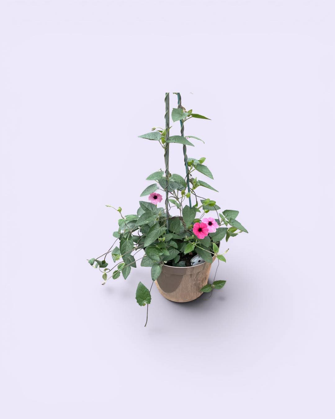 Black-Eyed Susan Pot
