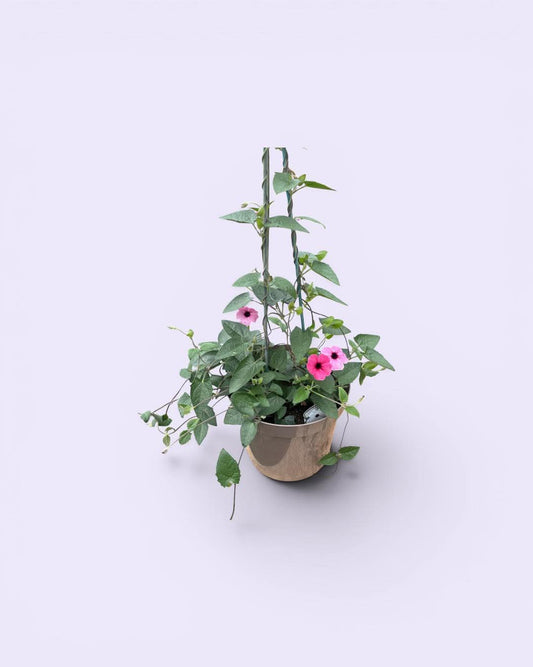 Black-Eyed Susan Pot