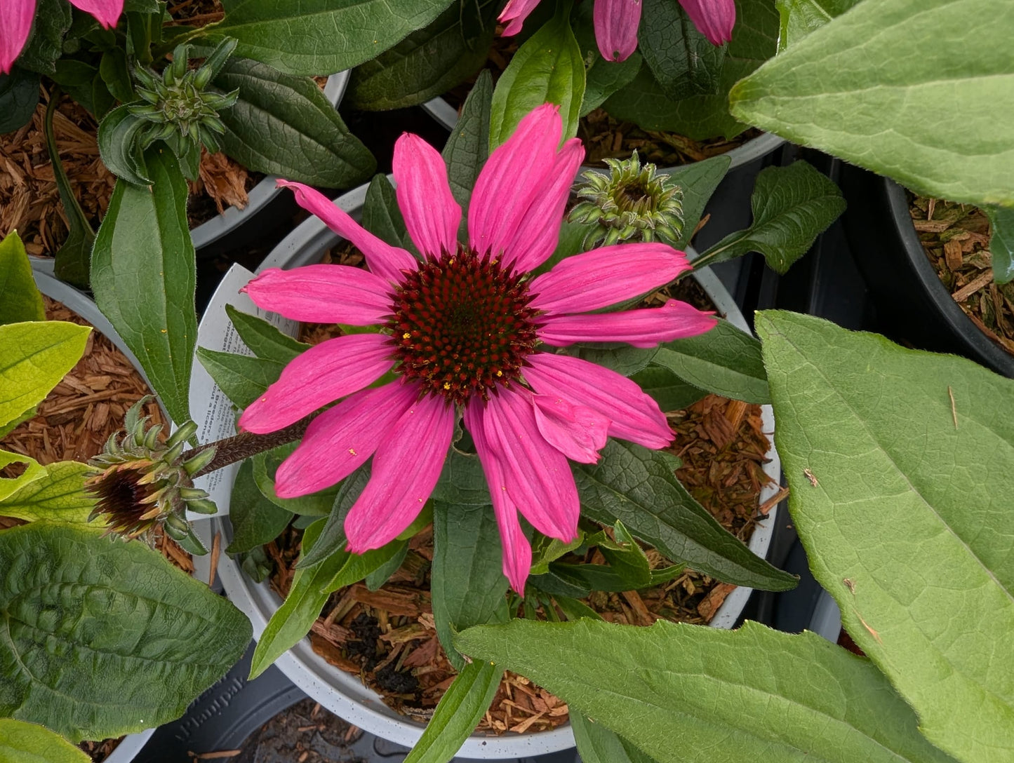 Echinacea (Coneflower)