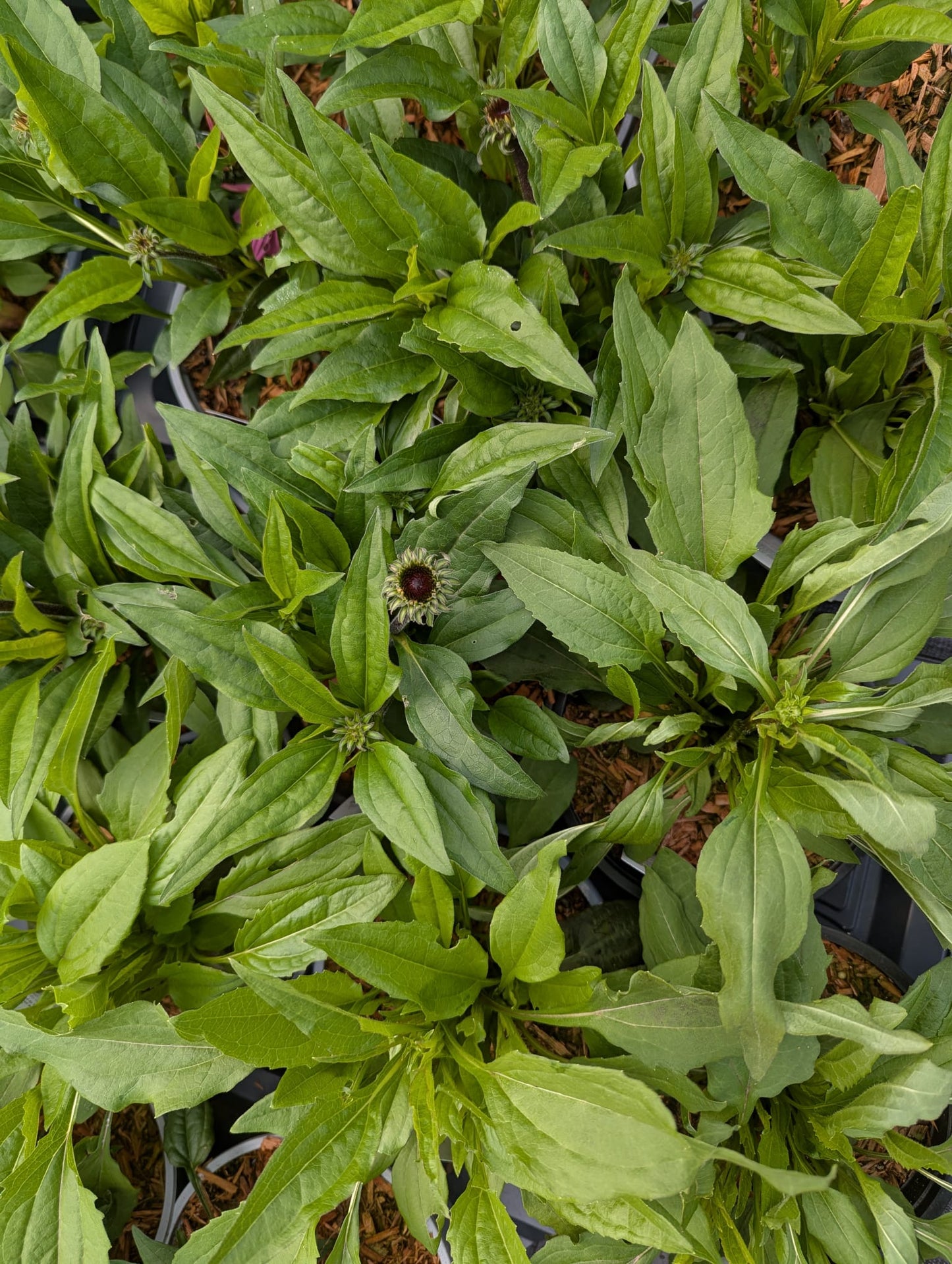 Echinacea (Coneflower)