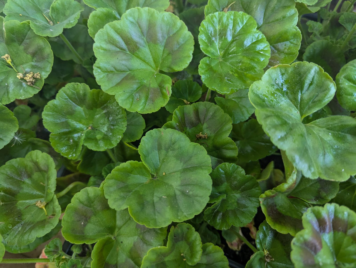 Geranium - mix