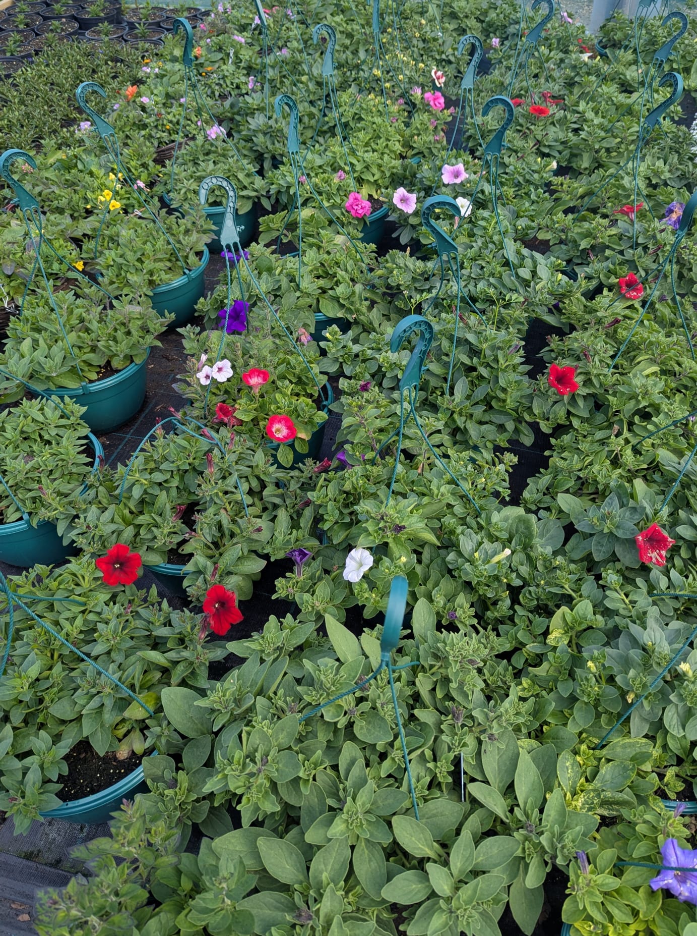 Hanging Basket - Ballantyne's Boutique