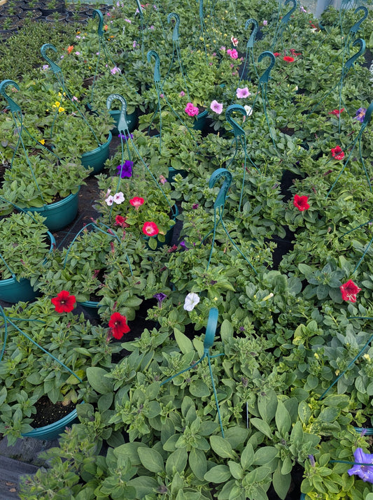 Hanging Basket - Ballantyne's Boutique