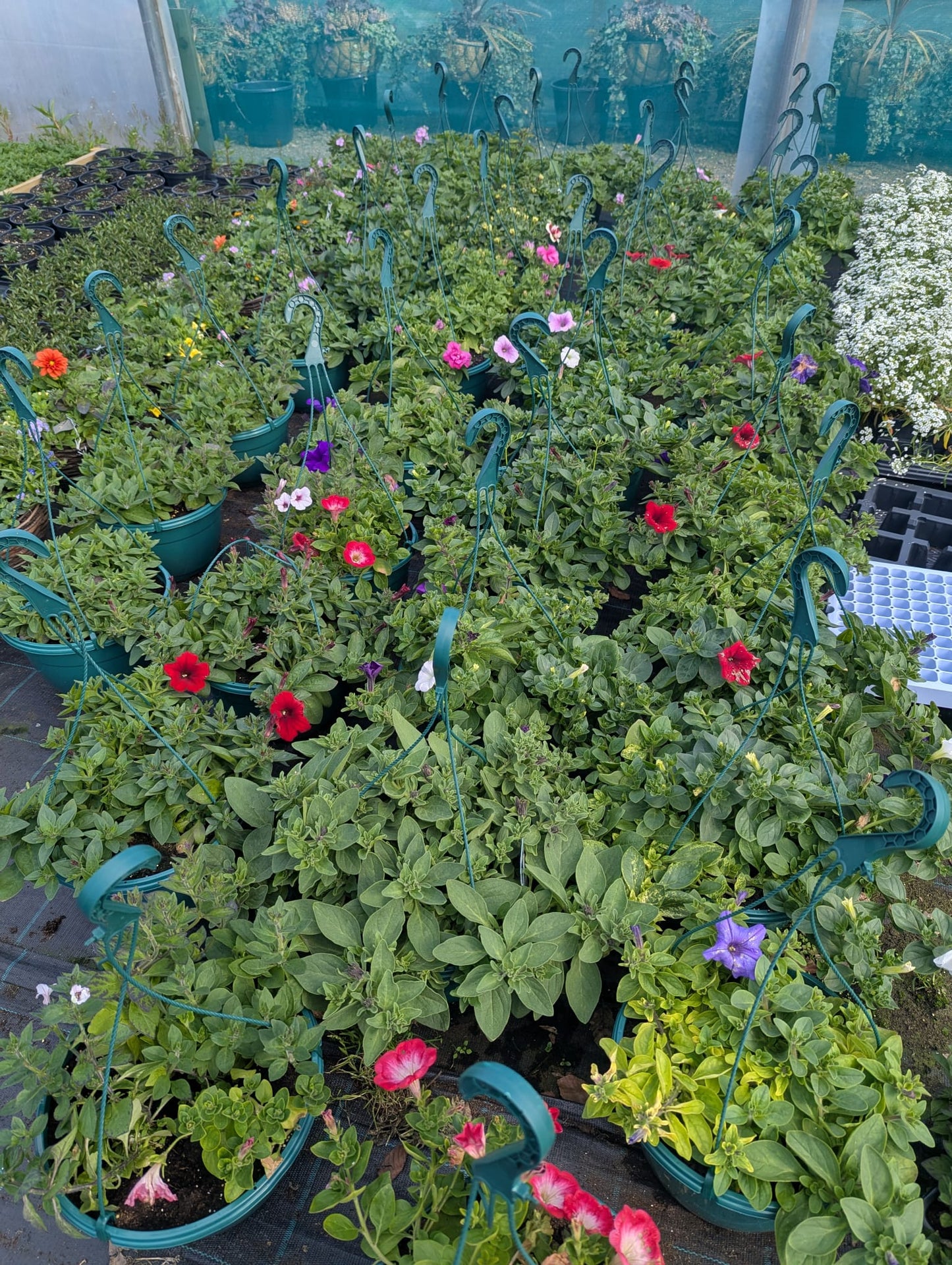 Hanging Basket - Ballantyne's Boutique