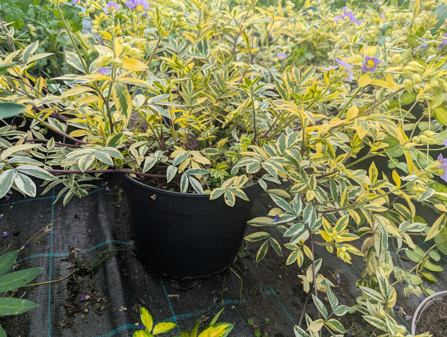 Polemonium - Golden Feathers