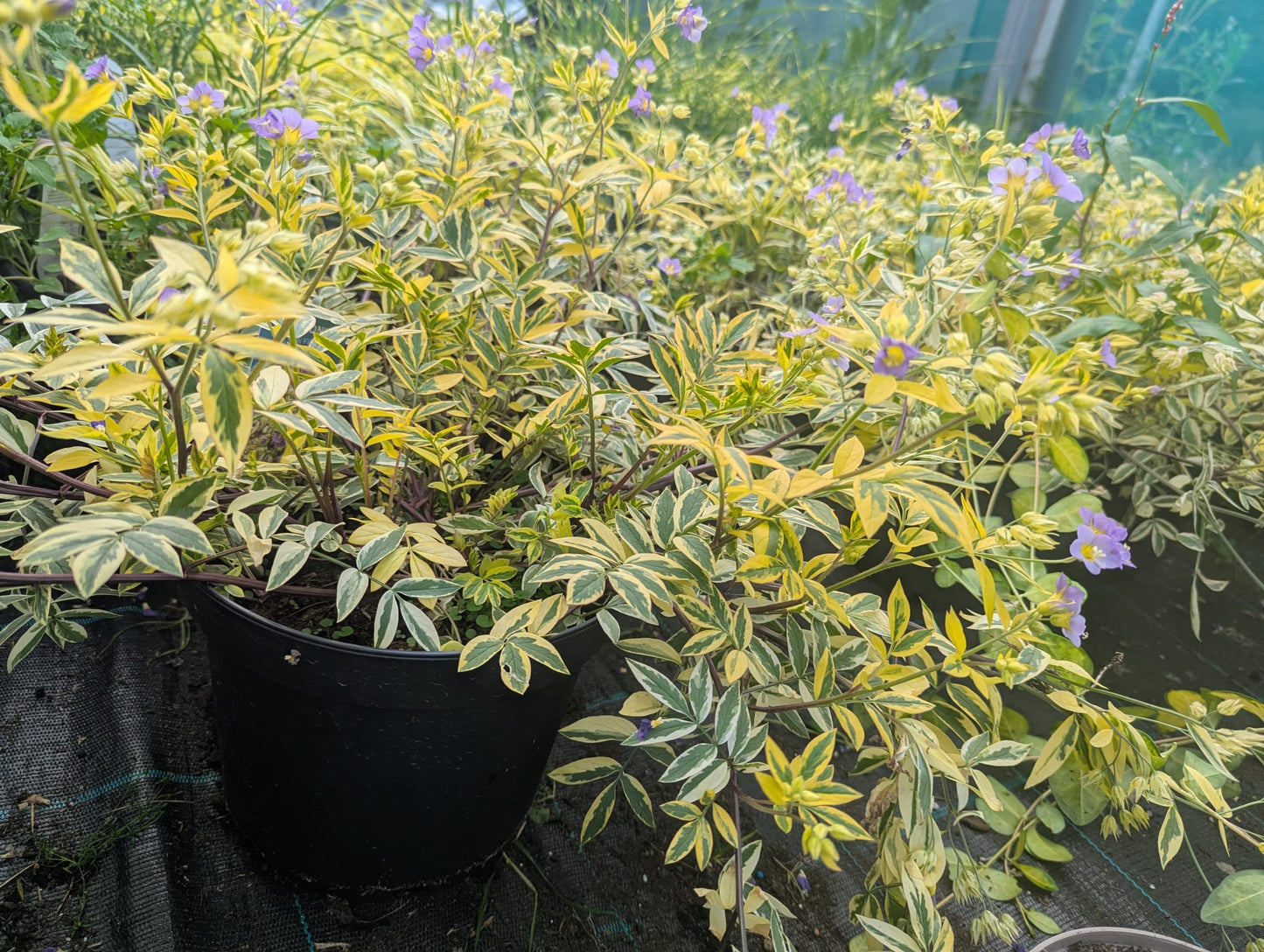 Polemonium - Golden Feathers