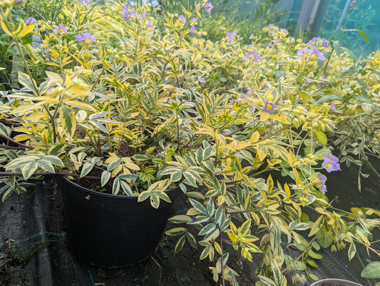 Polemonium - Golden Feathers