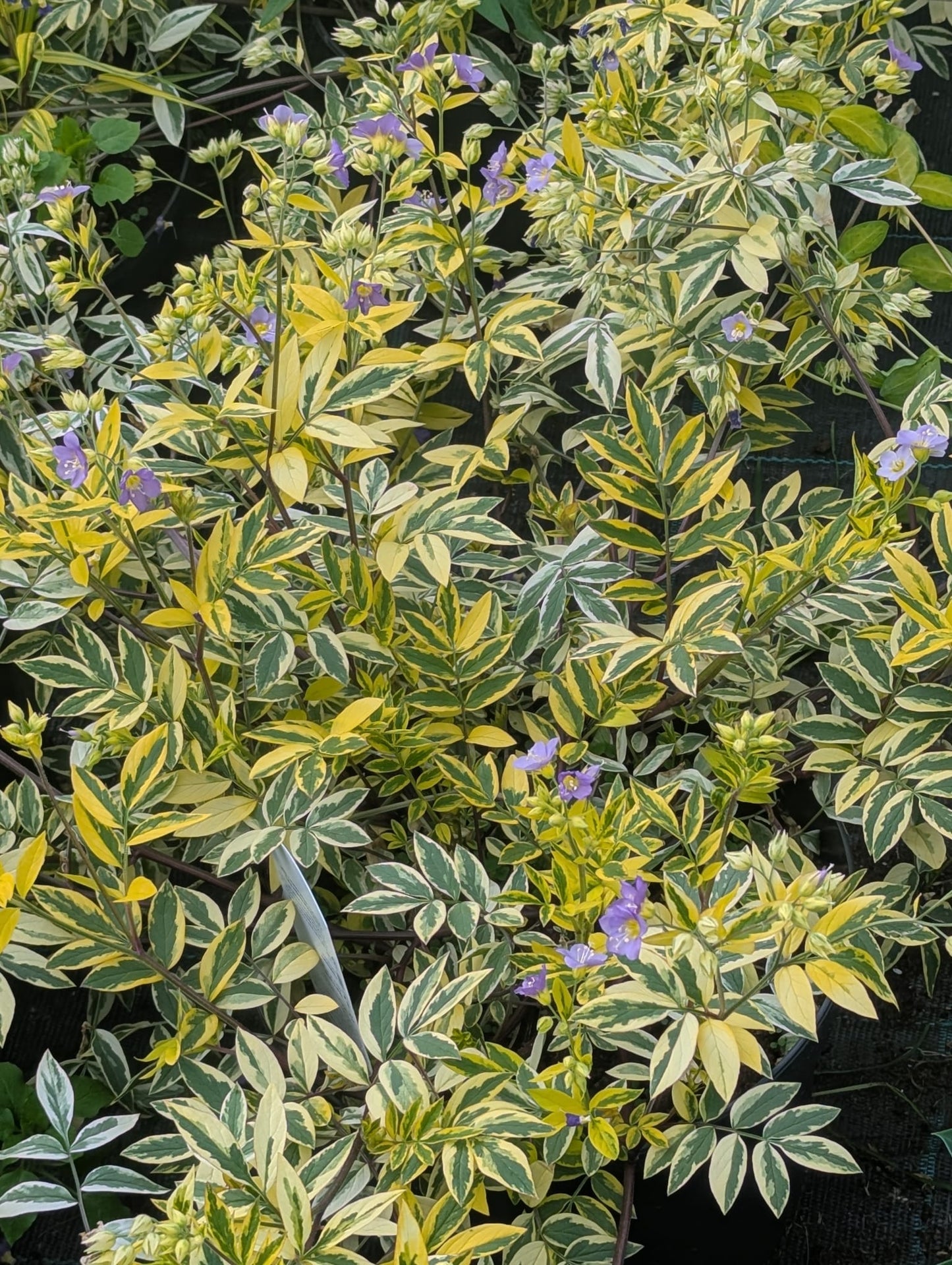 Polemonium - Golden Feathers