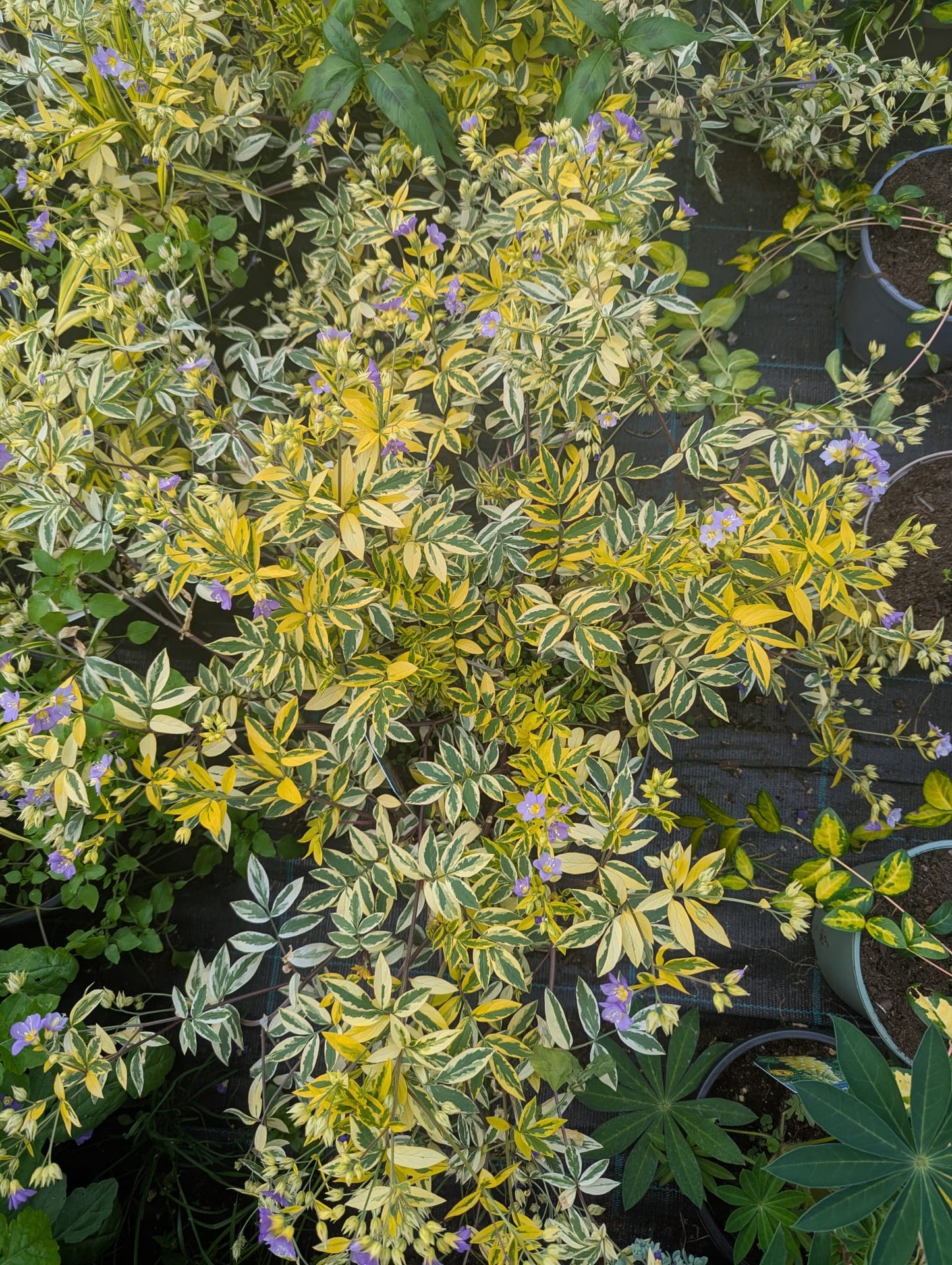 Polemonium - Golden Feathers