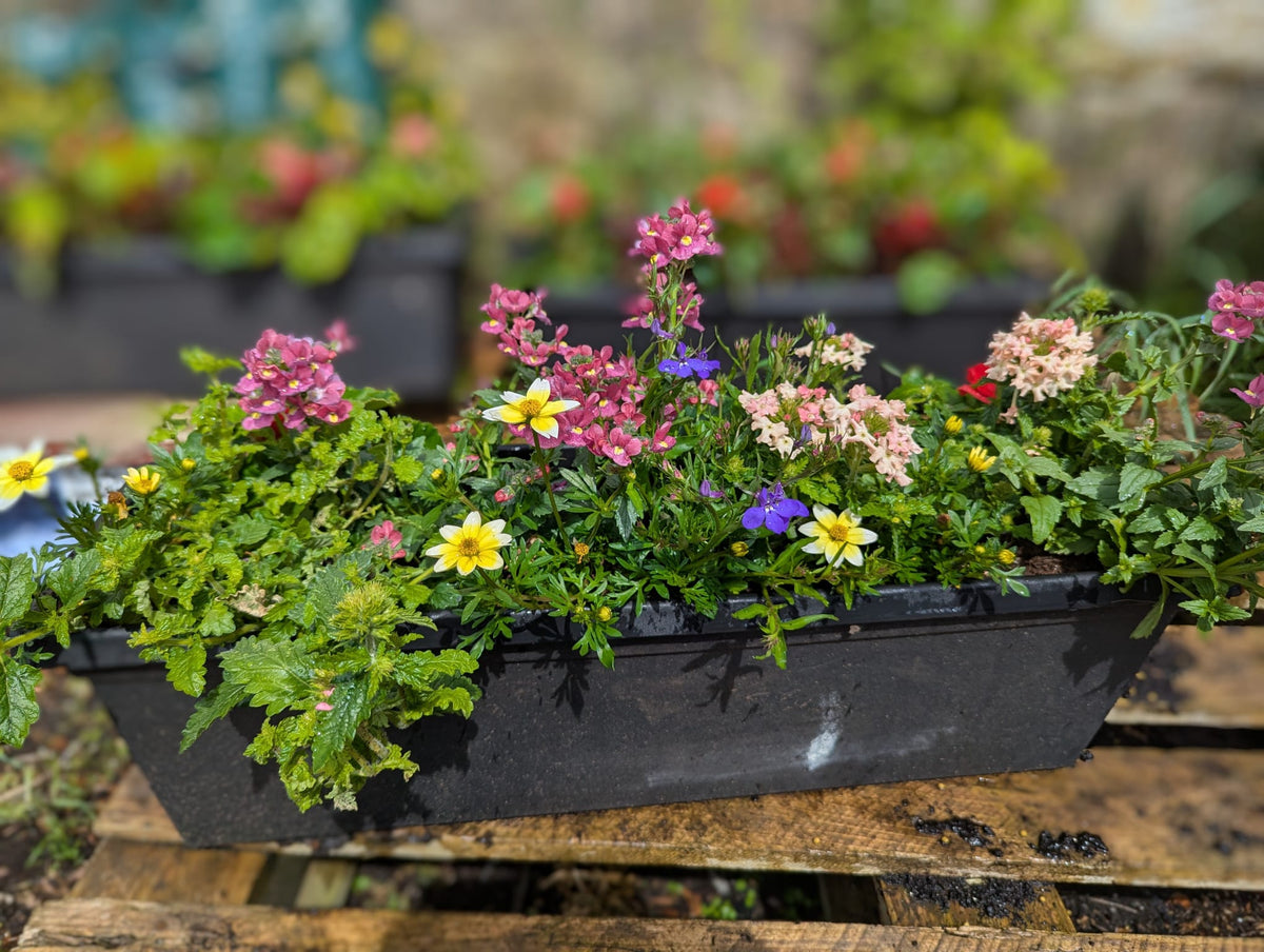 Window Box - 60 cm